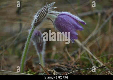 Viola lilla fiore primavera blu di Pulsatilla patens con germoglio drooping nella foresta di aprile. Snowdrop nella foresta. Primo piano. Pasqueflower orientale. Foto Stock