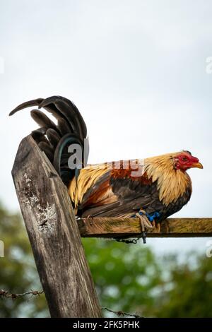 Gallo in cattività, con una gamba legata ad una Plancetta di legno per evitare che scappa Foto Stock