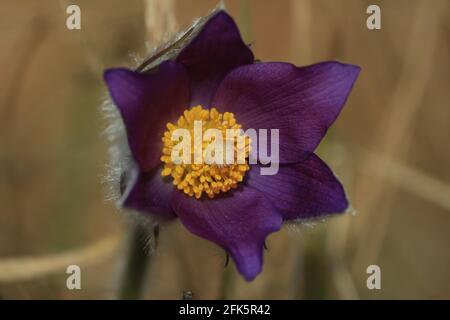 Pulsatilla patens fiore testa primo piano. Fiore viola in fiore con centro giallo primo piano all'aperto in una giornata di primavera. Specie vegetali protette. Foto Stock