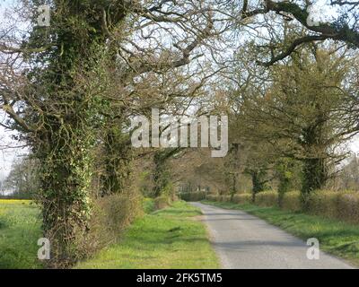 Un vicolo di campagna nella campagna del Suffolk con edera tra gli alberi, con campi e siepi su entrambi i lati. Foto Stock