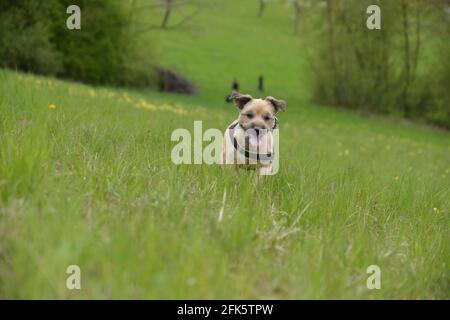 Labrador e Terrier si mescolano nel prato di fiori Foto Stock