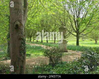 Passeggiata alberata all'abbazia di Anglesey con narcisi in primavera; molta aria fresca e attività fisica all'abbazia di Anglesey, di proprietà del National Trust. Foto Stock