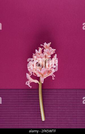 Fiore di giacinto rosa su sfondo a due tonalità viola. Concetto di molla minimo. Biglietto d'auguri. Spazio di copia. Disposizione piatta. Foto Stock