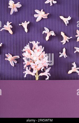 Fiore di giacinto rosa su sfondo a due tonalità viola. Concetto di molla minimo. Biglietto d'auguri. Spazio di copia. Disposizione piatta. Foto Stock