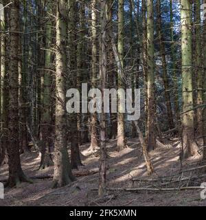 Pineta vicino Kale Pot Hole, Newton Dale, Stape, North York Moors, Yorkshire, Inghilterra Foto Stock