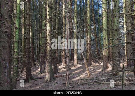 Pineta vicino Kale Pot Hole, Newton Dale, Stape, North York Moors, Yorkshire, Inghilterra Foto Stock