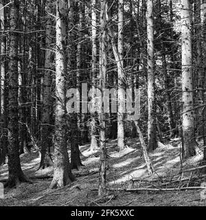 Pineta vicino Kale Pot Hole, Newton Dale, Stape, North York Moors, Yorkshire, Inghilterra Foto Stock