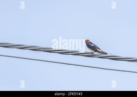 Un singolo inghiottire su un cavo appena arrivato nel Regno Unito in primavera. Foto Stock