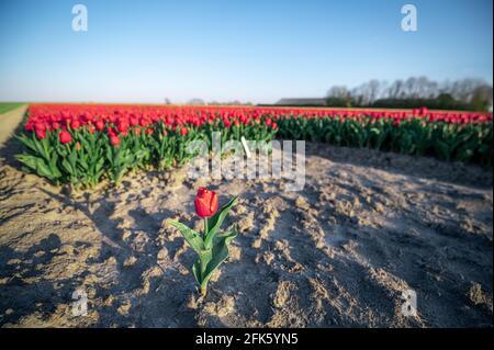 Un unico tulipano rosso in campo di tulipani Foto Stock