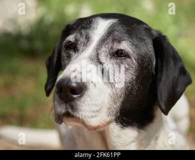 Bello vecchio miscugli di mongrel vagato cane in giardino sfondo triste faccia Foto Stock