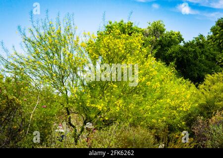 Museo del deserto di sonora - Palo Verde Tree Foto Stock