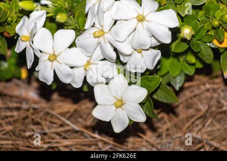 Jasmine è un genere di arbusti e viti della famiglia delle olive. Contiene circa 200 specie coltivate in un giardino Foto Stock