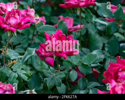 Le rose di 'un Flare' floribunda produrranno la crescita sana e le fioriture colorate anno dopo anno nel giardino. Foto Stock