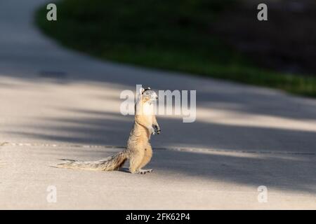 Lo scoiattolo volpe Sciurus niger si leva in piedi sulle gambe posteriori mentre rimane vigile e guarda fuori per i predatori a Napoli, Florida Foto Stock