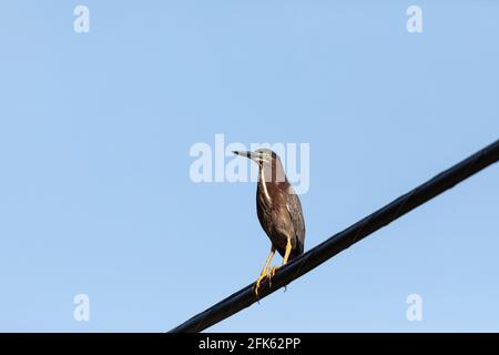 L'airone verde adulto Butorides virescens perches alto sopra Napoli, Florida Foto Stock