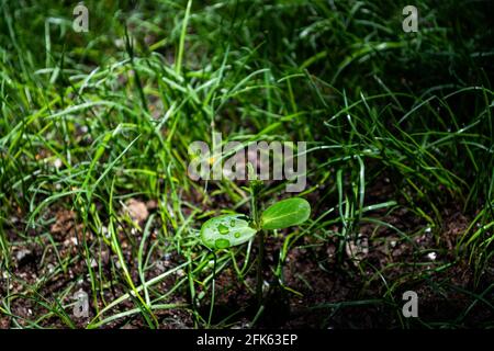 Closeup di piantine di semina sul terreno erboso Foto Stock