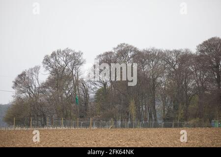 Wendover, Regno Unito. 28 aprile 2021. L'antico bosco di Jones Hill Wood è visto attraverso un campo. Abbattimento di Jones Hill Wood, Che contiene luoghi di riposo e/o siti di riproduzione per pipistrelle, barbastelle, noctule, bruno a long-eared e nattererÕs pipistrelle, ha ripreso per il collegamento ferroviario ad alta velocità HS2 dopo che un giudice dell'alta Corte ieri ha rifiutato il permesso di campagna Mark Keir di presentare domanda di riesame giudiziario e ha revocato un'ingiunzione di abbattimento. Credit: Mark Kerrison/Alamy Live News Foto Stock