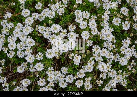 L'immagine è piena di fiori bianchi e di foglie verdi di candytuft perenne. Foto Stock