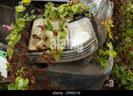 Abbandonata auto distrutta traboccarsi di piante, primo piano. Foto Stock