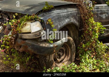 Abbandonata auto distrutta traboccarsi di piante, primo piano. Foto Stock