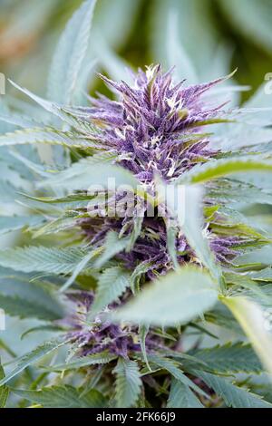 Primo piano di cola di ceppo di cannabis in fiore di Mendo Purps Foto Stock