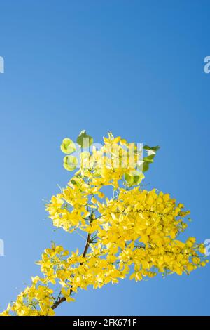 Un ramo di laburnum giallo brillante in primavera Foto Stock
