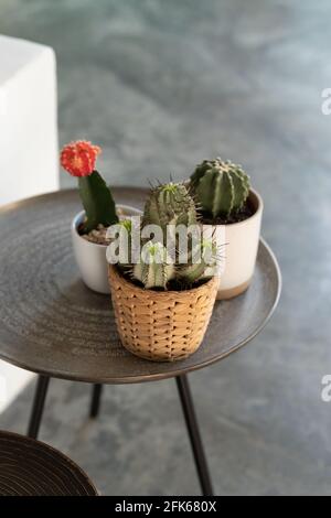 Immagine verticale di diversi tipi di cactus prickly in cute pentole su una piccola pianta di metallo stand Foto Stock