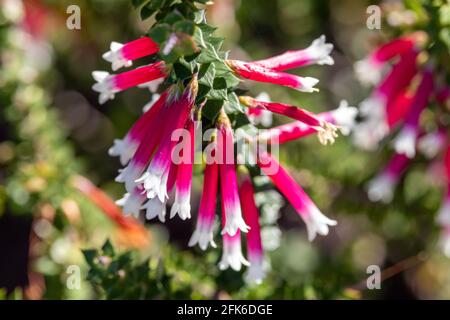 Fuchsia Heath pianta in fiore Foto Stock