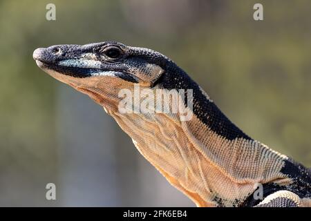 Fase di Bell di Australian Lace Monitor Foto Stock