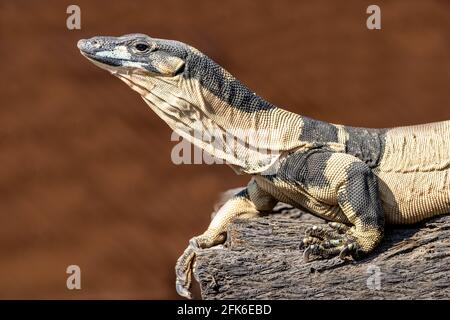 Fase di Bell di Australian Lace Monitor Foto Stock