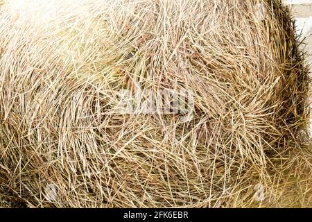 La paglia viene arrotolata. Fieno per animali domestici. Rotoli di fieno. L'erba per le mucche è falciata. Foto Stock