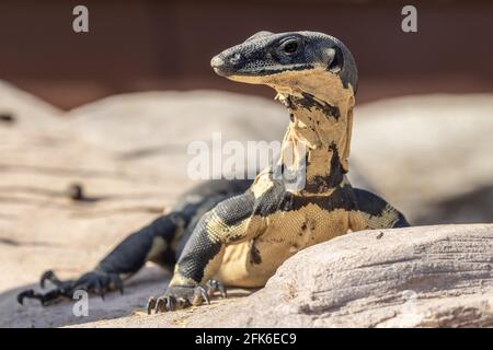 Fase di Bell di Australian Lace Monitor Foto Stock