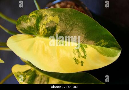 Bella foglia di marmo giallo e verde di Philodendron Burle Marx variegato Foto Stock