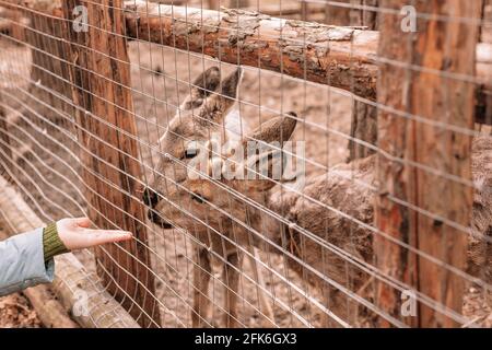 Mano umana e due caprioli. Guardano attraverso la recinzione. Gli animali selvatici vengono trattati e adattati. Foto Stock