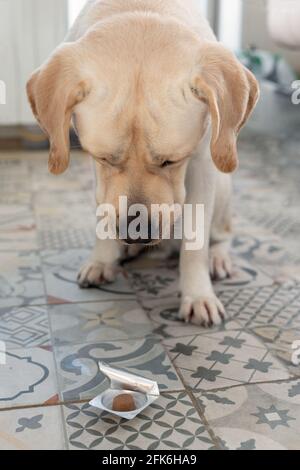 Primo piano di seduta cane labrador triste bianco con testa giù guardando la pillola parassita sullo sfondo dell'appartamento. Cura degli animali o trattamento preventivo pre Foto Stock