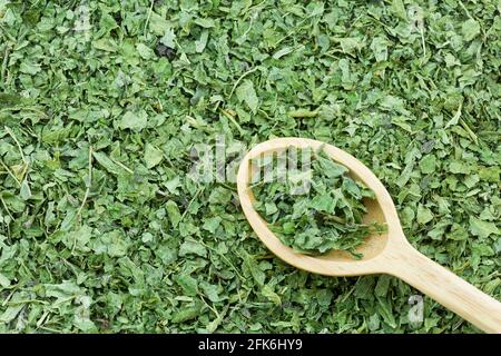 Closeup di foglie di ortica comune essiccate verdi su cucchiaio di legno per preparare il tè caldo alle erbe Foto Stock