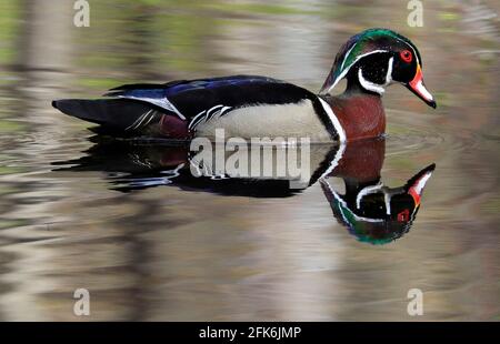 Anatra legno colorato con riflessione sul lago, Quebec, Canada Foto Stock