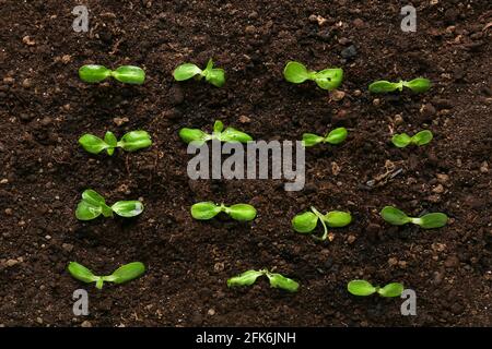 Piantine verdi che crescono in terra all'aperto Foto Stock