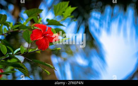 Un fiore di ibisco rosso brillante su una pianta. Foglie verdi e cielo blu sfocati sullo sfondo. Foto Stock