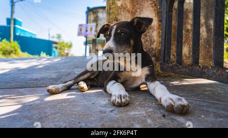 Un cane vagato che riposa sulla strada, guarda lontano dalla telecamera verso sinistra. Foto Stock