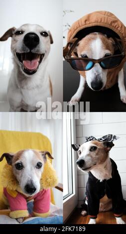 Jack Russell Terriers comunicare tramite link video. Cane in costumi diversi e su sfondi diversi chat da videochiamata Foto Stock