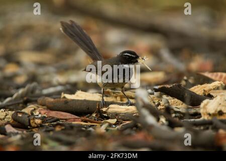 Flycatcher (Rhipidura aureola) di fantasia marrone bianco che raccoglie il suo materiale di nidificazione Foto Stock