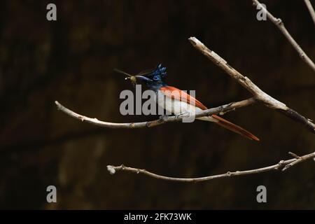 paradiso indiano flycatcher (Terpsifone paradisi) femmina con una preda libellula, uccello arancione Foto Stock