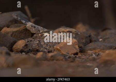 Nightjar indiano o Caprimulgus asiaticus sitting tra le rocce Foto Stock