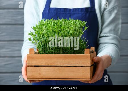 Donna con micro verde fresco in scatola su sfondo di legno Foto Stock