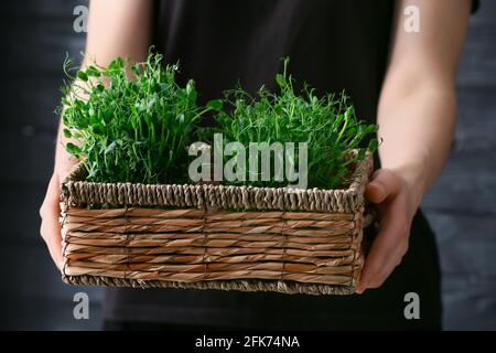 Donna con micro verde fresco in scatola su sfondo scuro Foto Stock