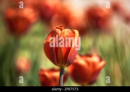 Primo piano dei fiori di Tulipa 'Brown Sugar' in primavera Nel Regno Unito Foto Stock