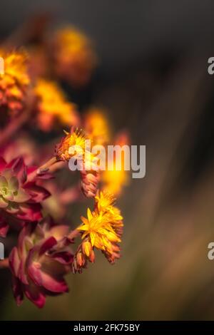 Closeup di rosette di fiori di Sedum Palmeri in luce calda in primavera Foto Stock