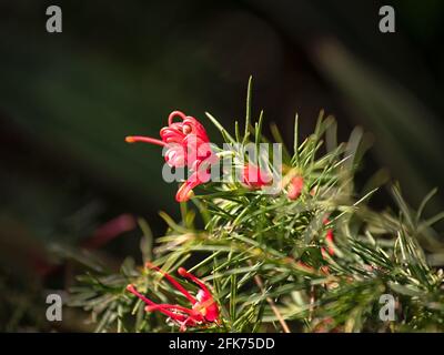 Primo piano dei fiori di Grevillea 'Canberra Gem' in primavera Nel Regno Unito Foto Stock