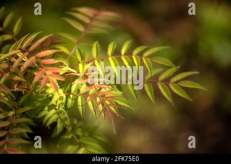 Closeup delle foglie pinate di Sorbaria sorbifolia 'em' in Primavera nel Regno Unito Foto Stock